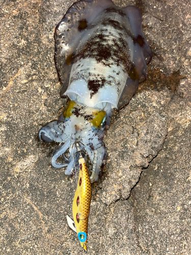アオリイカの釣果