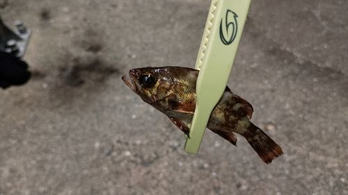 メバルの釣果