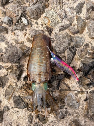 アオリイカの釣果