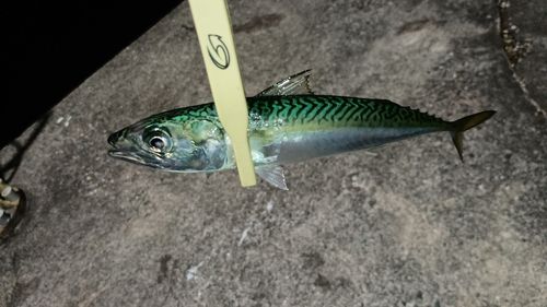 サバの釣果