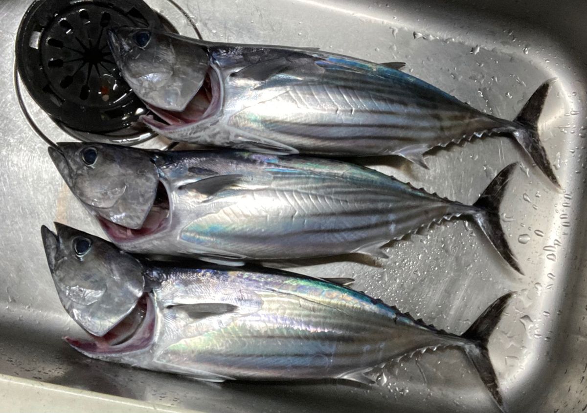 アングラー99984426うっかりカサゴさんの釣果 2枚目の画像