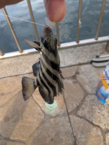 鳥取港