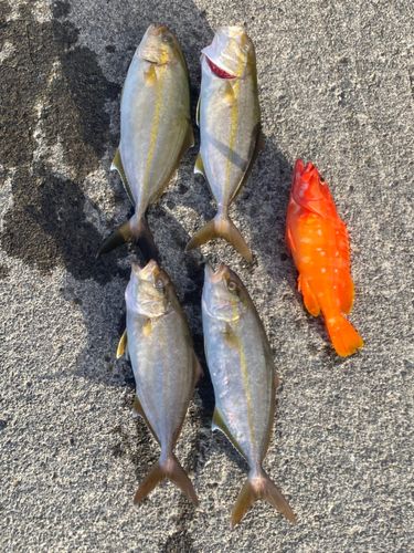 カンパチの釣果