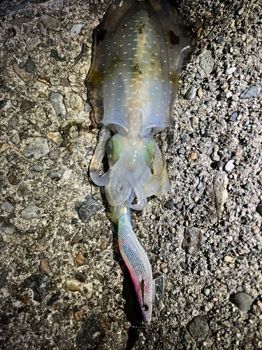 アオリイカの釣果