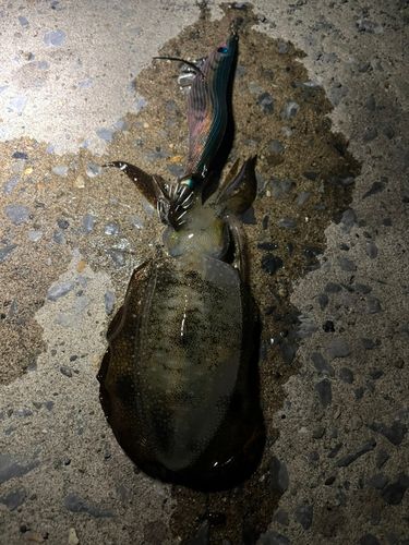 アオリイカの釣果