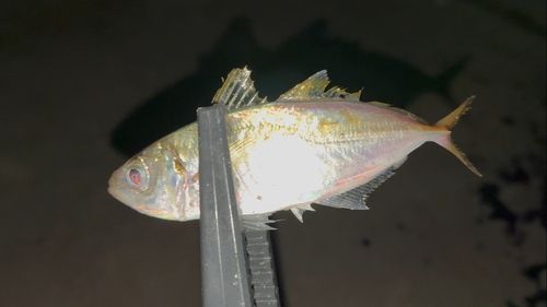 知多湾