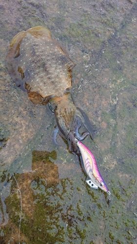 アオリイカの釣果