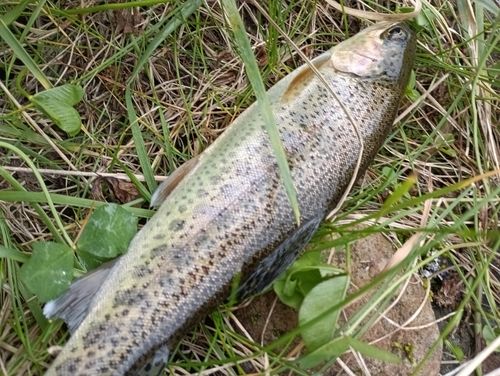 ニジマスの釣果