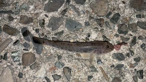 マハゼの釣果