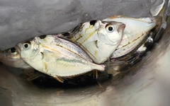 ヒイラギの釣果