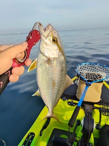 ショゴの釣果