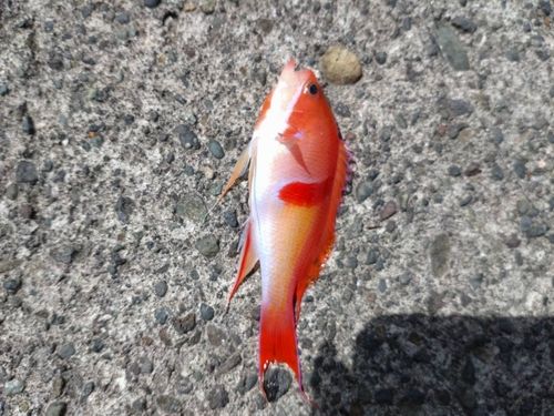 巴川河口