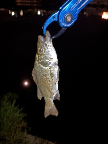 セイゴ（マルスズキ）の釣果