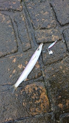 カマスの釣果