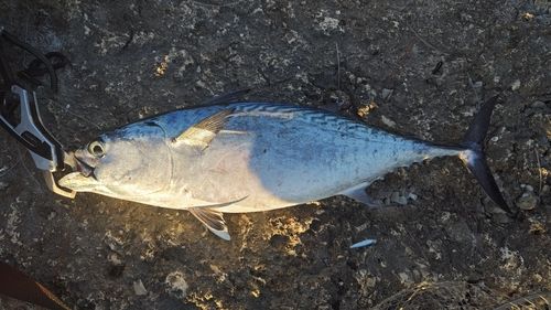 スマの釣果