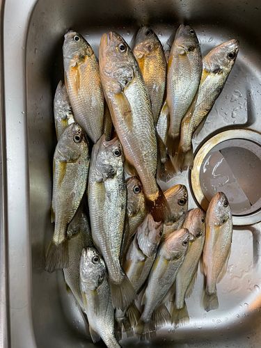 イシモチの釣果