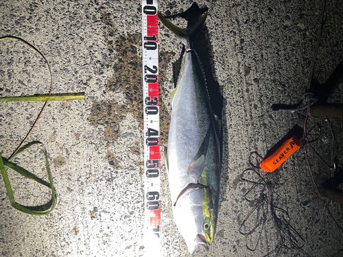 イナダの釣果