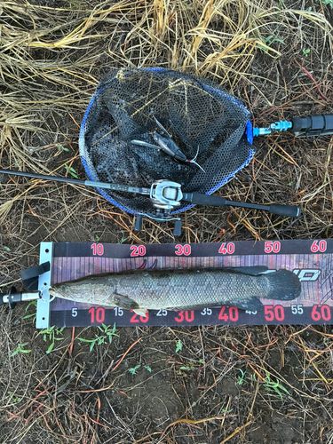 ライギョの釣果