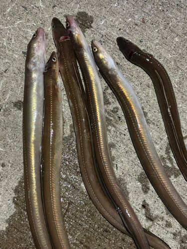 アナゴの釣果