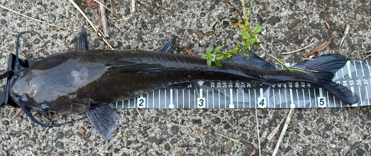 アメリカナマズ