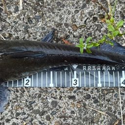 アメリカナマズ