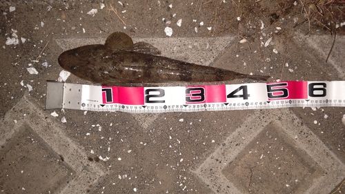 マゴチの釣果