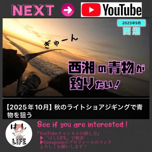 ワカシの釣果