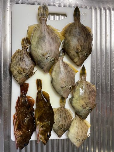 カワハギの釣果
