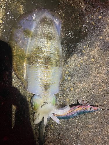 アオリイカの釣果