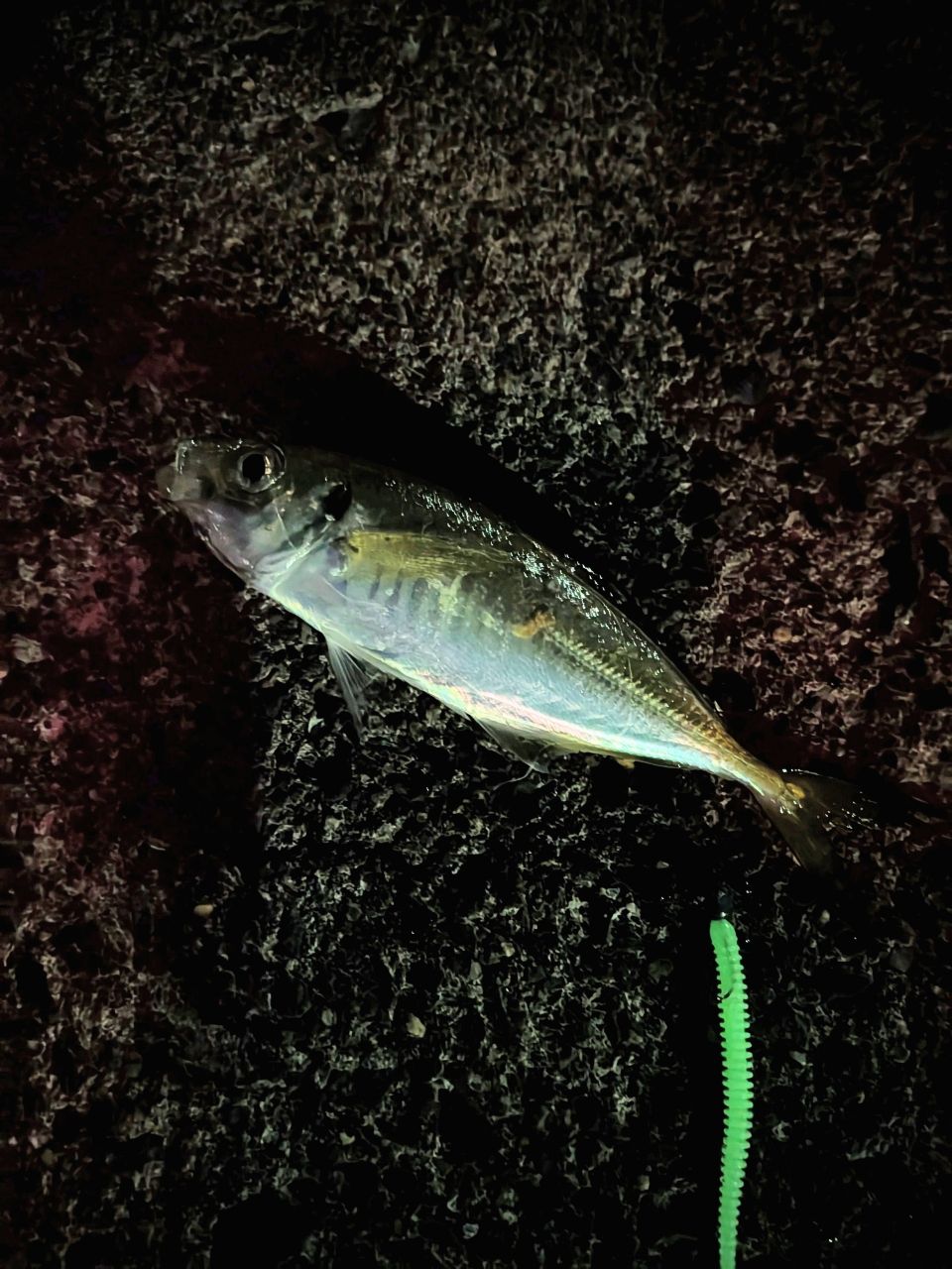 アジ