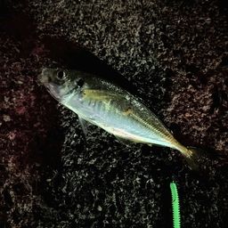 アジ