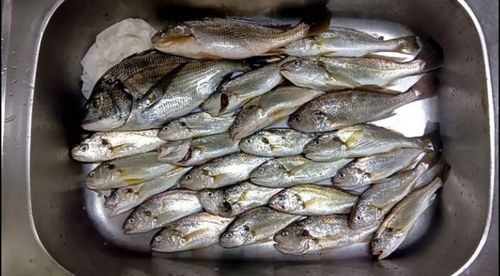 イシモチの釣果