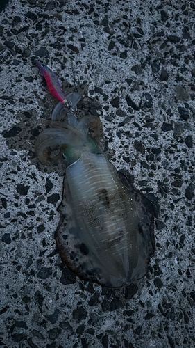 仙崎湾