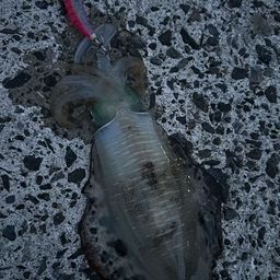 アオリイカ