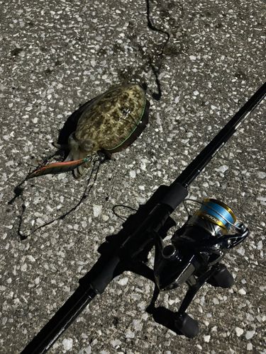 コウイカの釣果