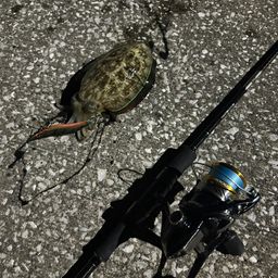 コウイカ