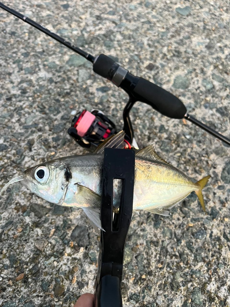 鯵道5Ｇ　S582Ｌ AD5-S582L/AJI 鯵道5G アジング | ロッド,5Gシリーズ,鯵道5G