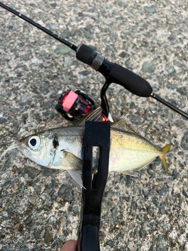 マアジの釣果