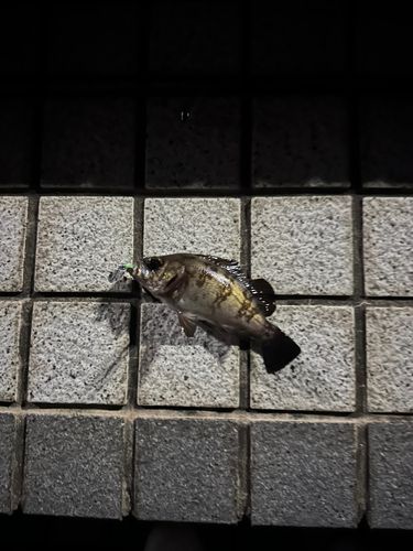 クロメバルの釣果