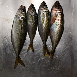 アジ
