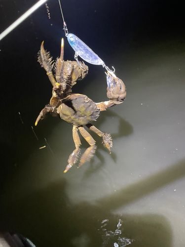 モクズガニの釣果