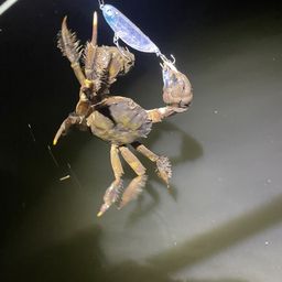 モクズガニ