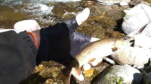 イワナの釣果