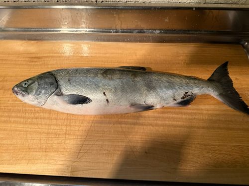 アキアジの釣果
