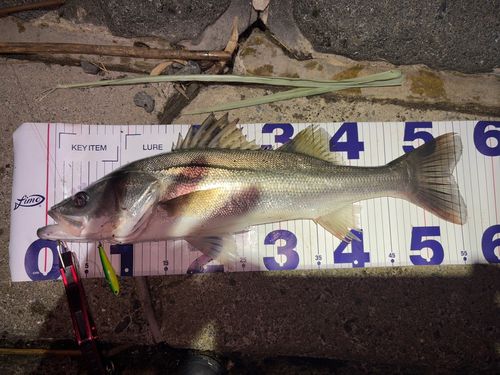 シーバスの釣果