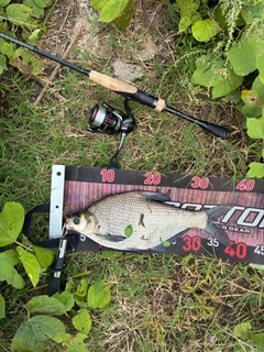 ダントウボウの釣果