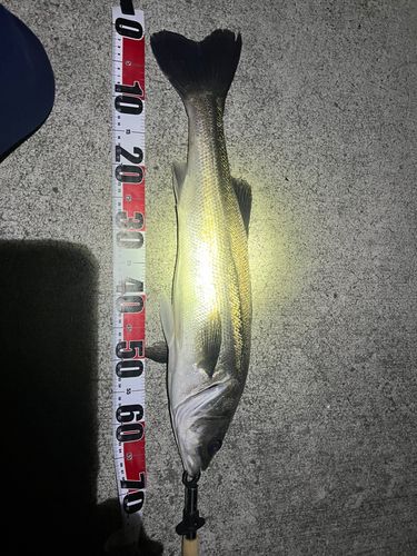 スズキの釣果