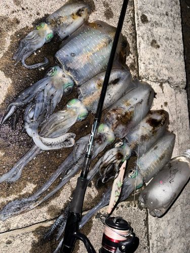 アオリイカの釣果