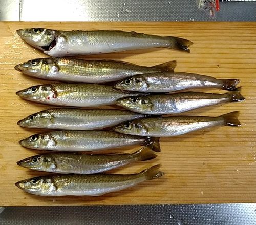 シロギスの釣果