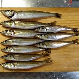 シロギス